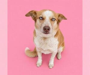 Siberian Husky-Unknown Mix Dogs for adoption in HESPERIA, CA, USA