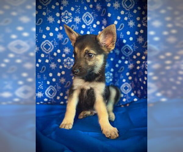 Medium Photo #1 Australian Kelpie-Unknown Mix Puppy For Sale in Pleasanton, TX, USA