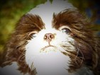 Small Photo #1 Shih Tzu Puppy For Sale in ENKA, NC, USA