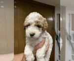 Small Photo #4 Goldendoodle (Miniature) Puppy For Sale in BRKN ARW, OK, USA