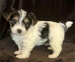 Small #2 Morkie
