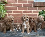 Small #1 Goldendoodle (Miniature)