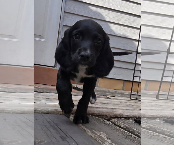 Medium Photo #1 Beagle-Unknown Mix Puppy For Sale in Tampa, FL, USA