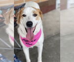 Small #21 Great Pyrenees Mix