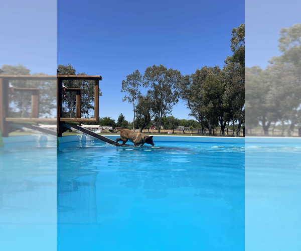 Medium Photo #2 Mutt Puppy For Sale in Imlay City, MI, USA