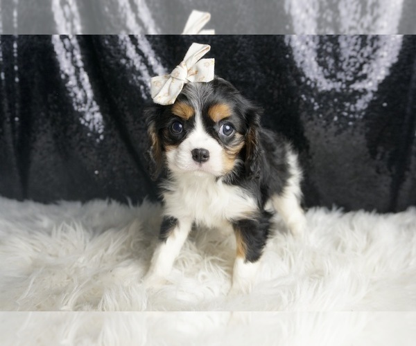 Medium Photo #6 Cavalier King Charles Spaniel Puppy For Sale in WARSAW, IN, USA