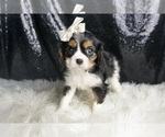 Small Photo #99 Cavalier King Charles Spaniel Puppy For Sale in WARSAW, IN, USA
