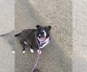 Birdie - Female Basset Hound-Unknown Mix Dog for Adoption - Photo #4