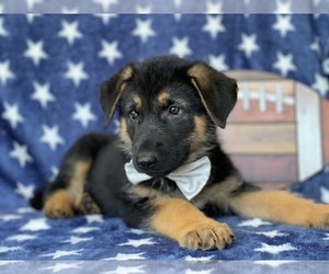 German Shepherd Dog Puppy for sale in LANCASTER, PA, USA