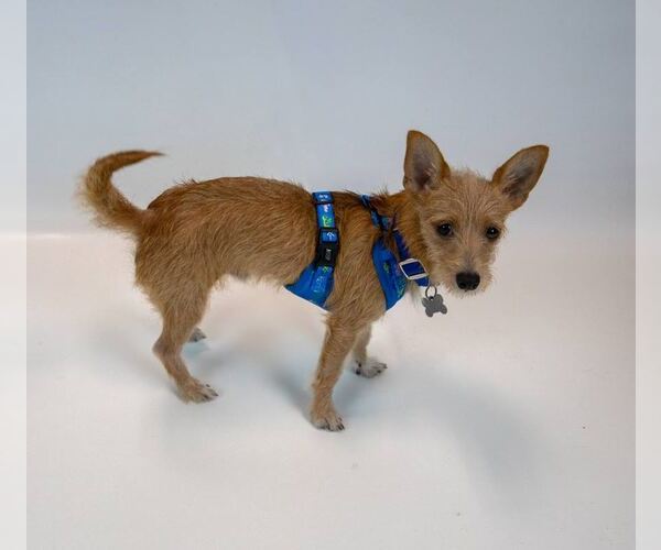 Medium Photo #4 Chihuahua-Unknown Mix Puppy For Sale in Kennesaw, GA, USA