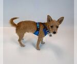 Small #3 Chihuahua Mix