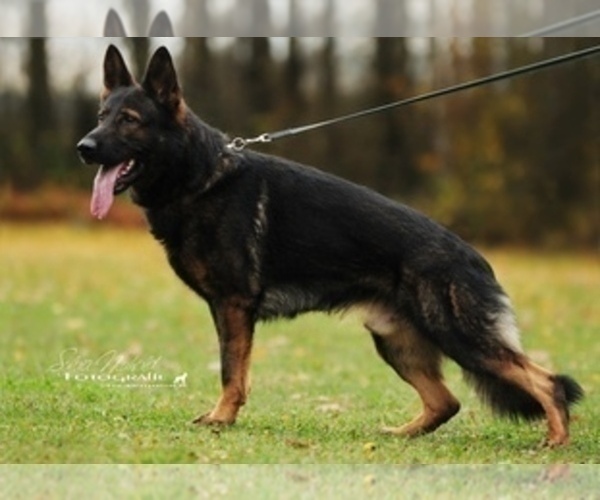 Medium Photo #3 German Shepherd Dog Puppy For Sale in VACAVILLE, CA, USA