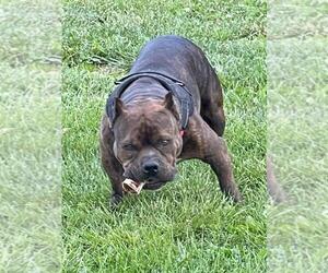 Father of the American Bully puppies born on 04/20/2022