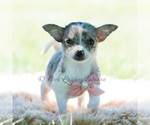 Small Photo #108 Chihuahua Puppy For Sale in WARSAW, IN, USA