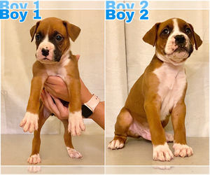 Boxer Puppy for sale in MERCED, CA, USA