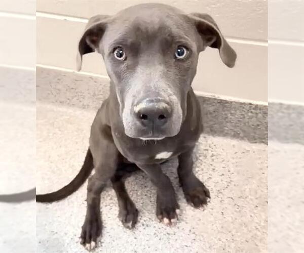 Medium Photo #2 American Pit Bull Terrier-Unknown Mix Puppy For Sale in Houston, TX, USA