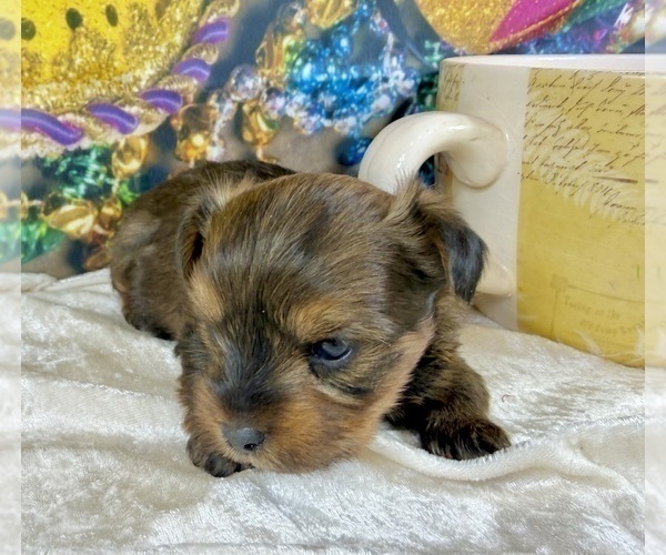 Medium Photo #36 Morkie Puppy For Sale in CASSVILLE, MO, USA