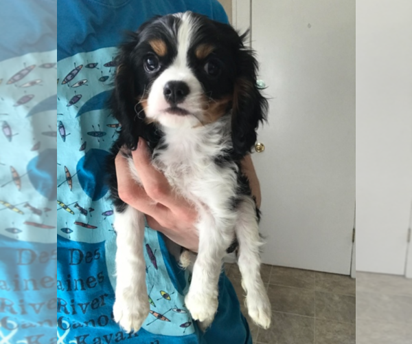 Medium Photo #1 Cavalier King Charles Spaniel Puppy For Sale in MILWAUKEE, WI, USA