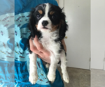 Small Photo #1 Cavalier King Charles Spaniel Puppy For Sale in MILWAUKEE, WI, USA