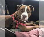 Small #4 American Pit Bull Terrier Mix