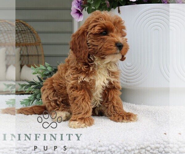 Medium Photo #2 Goldendoodle (Miniature) Puppy For Sale in NARVON, PA, USA