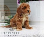 Small #1 Goldendoodle (Miniature)