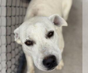 Labrador Retriever Dogs for adoption in Tulsa, OK, USA