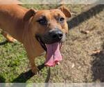 Small #1 Black Mouth Cur