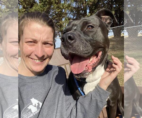 Medium Photo #3 Staffordshire Bull Terrier-Unknown Mix Puppy For Sale in Front Royal, VA, USA