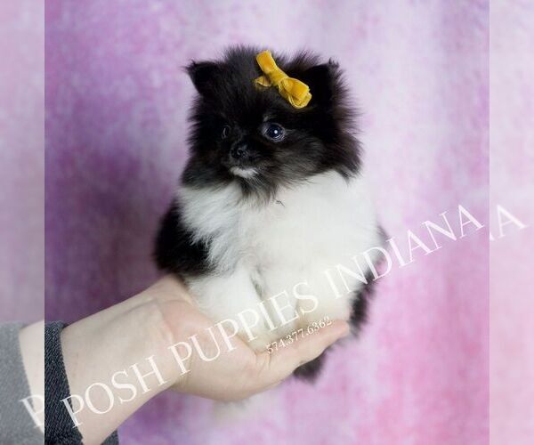 Medium Photo #1 Pomeranian Puppy For Sale in WARSAW, IN, USA