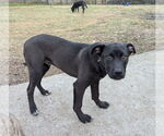 Small #2 Mutt