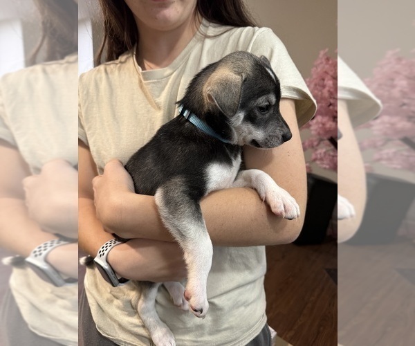 Medium Photo #1 American Staffordshire Terrier-Siberian Husky Mix Puppy For Sale in SNEADS FERRY, NC, USA