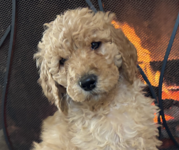 Medium Photo #3 Poodle (Standard) Puppy For Sale in DEXTER, MO, USA