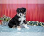 Small #2 Miniature Australian Shepherd
