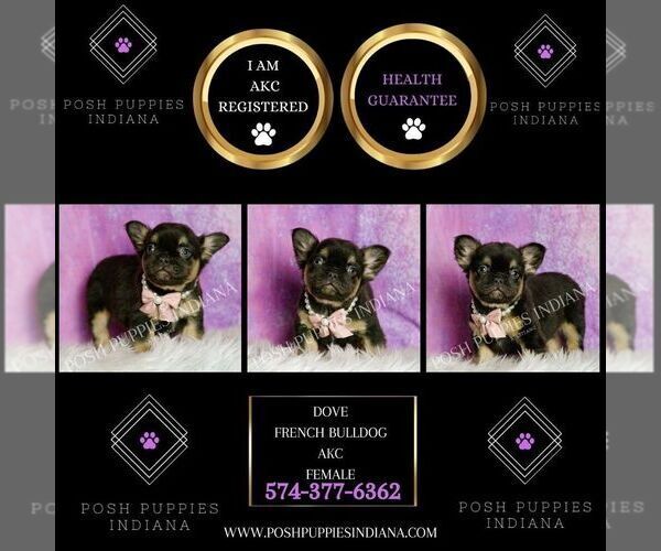 Medium Photo #3 French Bulldog Puppy For Sale in WARSAW, IN, USA