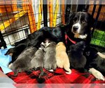 Small Photo #2 Border Collie Puppy For Sale in Hewitt, NJ, USA