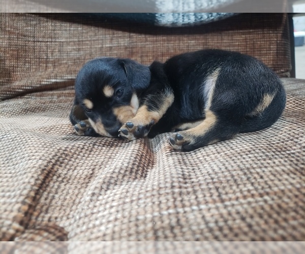 Medium Photo #12 Dachshund Puppy For Sale in BOLIVAR, MO, USA