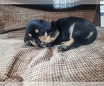 Small Photo #12 Dachshund Puppy For Sale in BOLIVAR, MO, USA