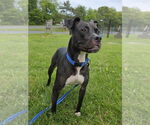 Small #2 American Pit Bull Terrier Mix