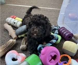 Lhasa-Poo Puppy for Sale in SPRING GROVE, Illinois USA