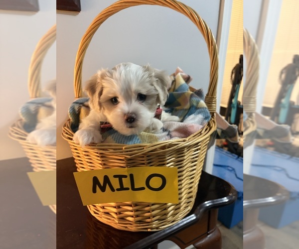 Medium Photo #5 Zuchon Puppy For Sale in RICHLANDS, NC, USA