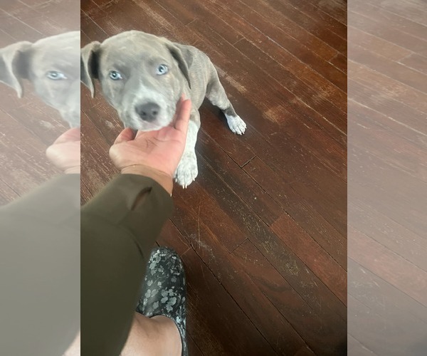 Medium Photo #11 Mutt Puppy For Sale in Holly Springs, NC, USA