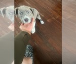 Small #10 Mutt