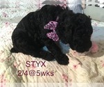 Small Photo #6 Poodle (Standard) Puppy For Sale in ARAB, AL, USA