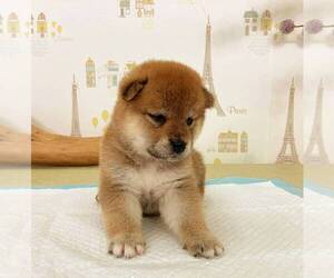 Shiba Inu Puppy for sale in IRVINE, CA, USA