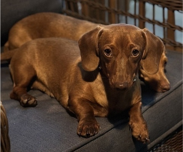 Medium Photo #1 Dachshund Puppy For Sale in CONCORDIA, MO, USA