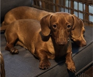 Mother of the Dachshund puppies born on 06/22/2025