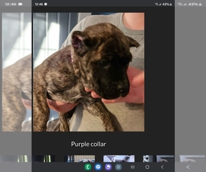 Cane Corso Puppy for sale in CAMBY, IN, USA