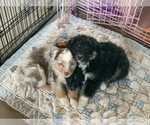 Small Photo #35 Miniature Australian Shepherd Puppy For Sale in BETHANY, IL, USA