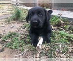 Small Photo #7 Labrador Retriever-Wolf Hybrid Mix Puppy For Sale in GASSVILLE, AR, USA